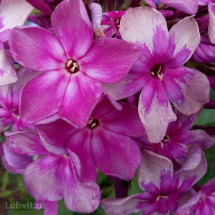 Флокс Звездочет