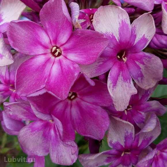 Флокс Звездочет купить с доставкой