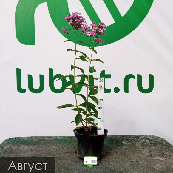 Флокс Звездочет купить с доставкой