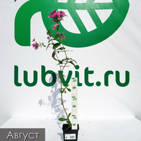 Флокс Звездочет купить с доставкой