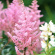 Астильба Светло-розовая купить с доставкой