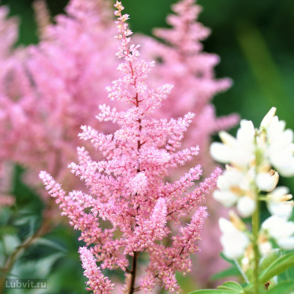 Астильба Светло-розовая купить с доставкой
