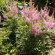Астильба Светло-розовая купить с доставкой