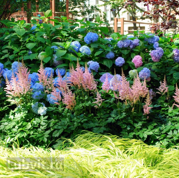 Астильба Светло-розовая купить с доставкой