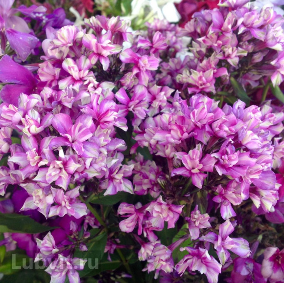 Флокс Квазимодо купить с доставкой