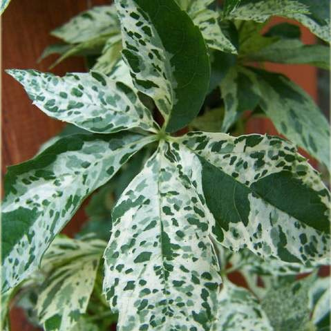 Девичий виноград Звездные Души (Monham) купить с доставкой