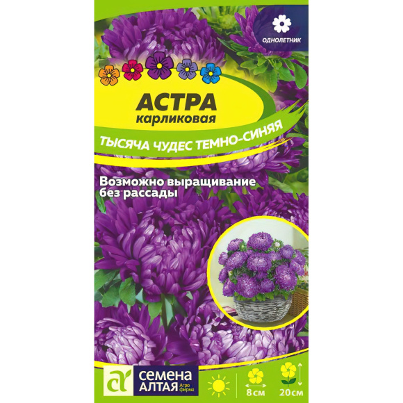 Астра Тысяча чудес темно-синяя карликовая [Семена алтая] купить с доставкой