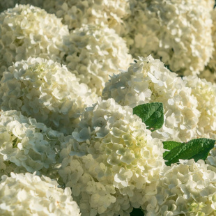 Гортензия Вайтлайт (Whitelight) метельчатая
