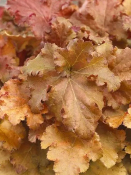 Гейхера Годжиберри (Gojiberry) купить с доставкой