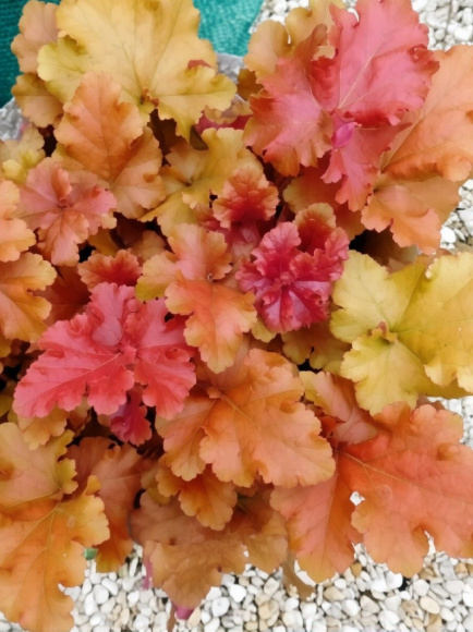 Гейхера Годжиберри (Gojiberry) купить с доставкой