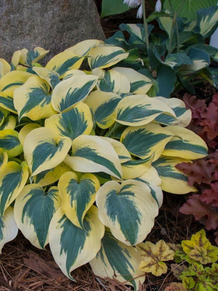 Хоста Отэм Фрост (Autumn Frost) [M] купить с доставкой