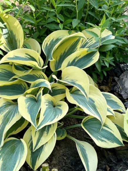 Хоста Отэм Фрост (Autumn Frost) [M] купить с доставкой