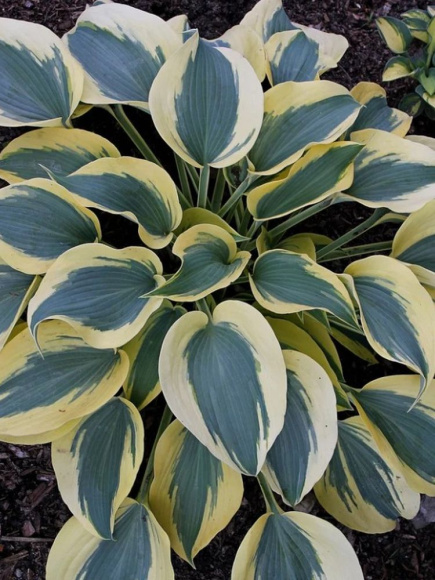 Хоста Отэм Фрост (Autumn Frost) [M] купить с доставкой