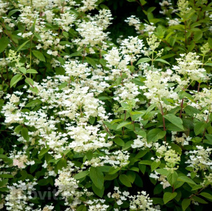 Гортензия Дартс Литтл Дот (Dart's Little Dot) метельчатая