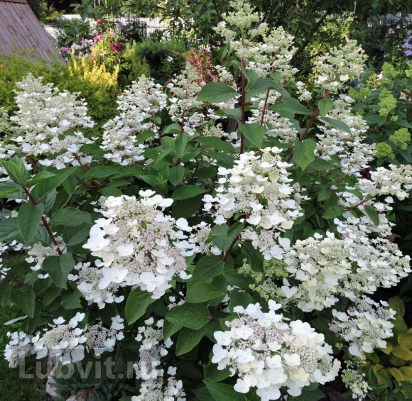 Гортензия Дартс Литтл Дот (Dart's Little Dot) метельчатая купить с доставкой