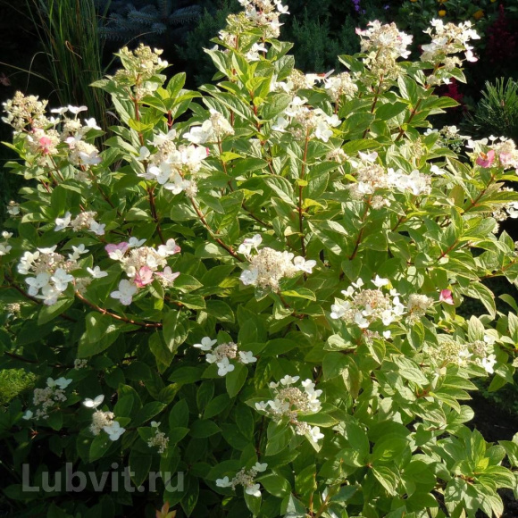 Гортензия Дартс Литтл Дот (Dart's Little Dot) метельчатая купить с доставкой