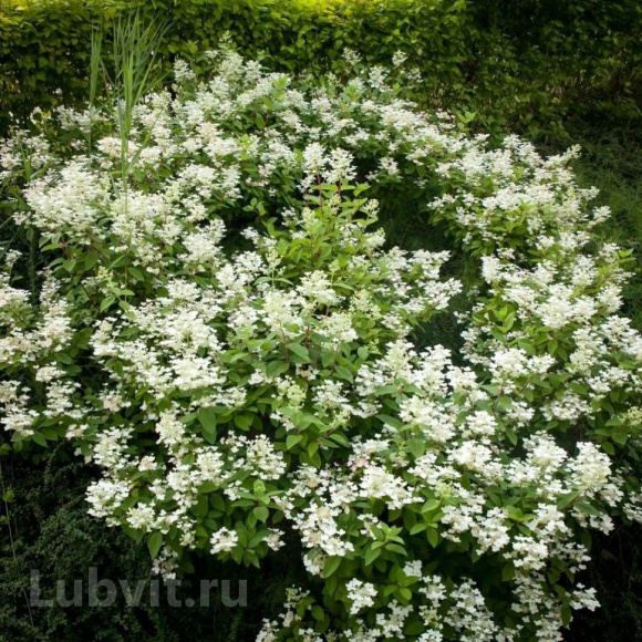 Гортензия Дартс Литтл Дот (Dart's Little Dot) метельчатая купить с доставкой