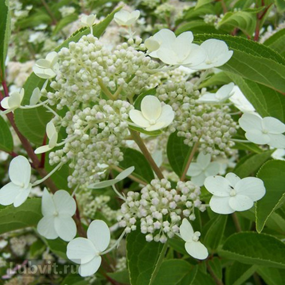 Гортензия Дартс Литтл Дот (Dart's Little Dot) метельчатая купить с доставкой