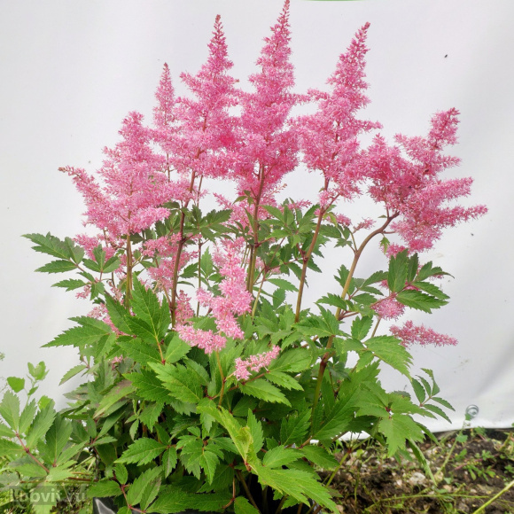 Астильба Розовая купить с доставкой
