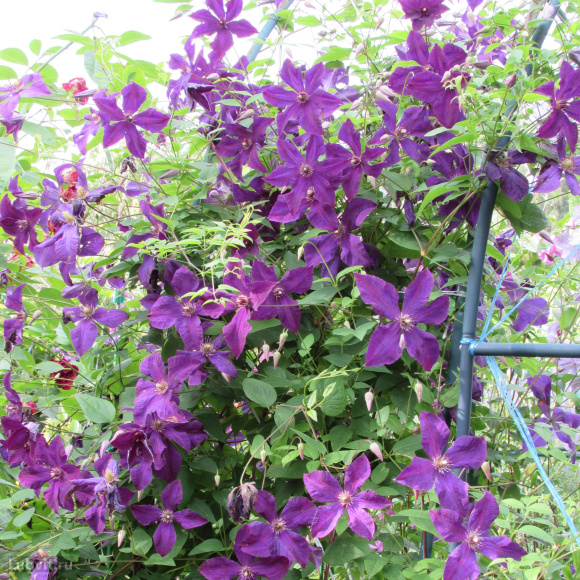 Клематис Полиш Спирит (Polish Spirit) купить с доставкой