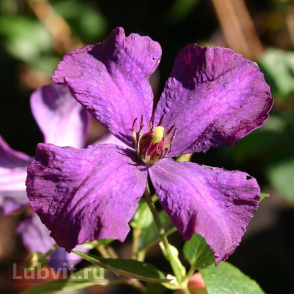 Клематис Полиш Спирит (Polish Spirit) купить с доставкой