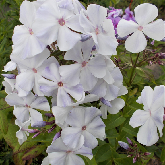 Флокс Небеса купить с доставкой