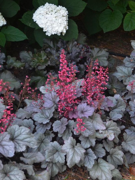 Гейхера Сильвер Гамдроп (Silver Gumdrop) купить с доставкой