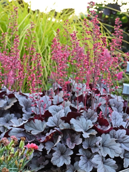 Гейхера Сильвер Гамдроп (Silver Gumdrop) купить с доставкой