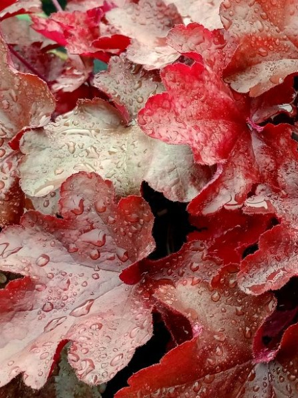 Гейхера Ворлд Кафе Виенна (World Caffe Vienna) купить с доставкой