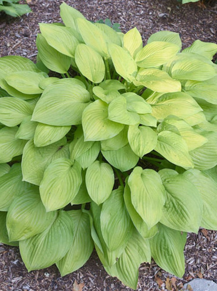 Хоста Ки Рен Джьяку (Ki Ren Jyaku) [L] купить с доставкой