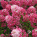 Гортензия Даймонд Руж (Diamant Rouge) метельчатая купить с доставкой