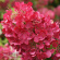 Гортензия Даймонд Руж (Diamant Rouge) метельчатая купить с доставкой