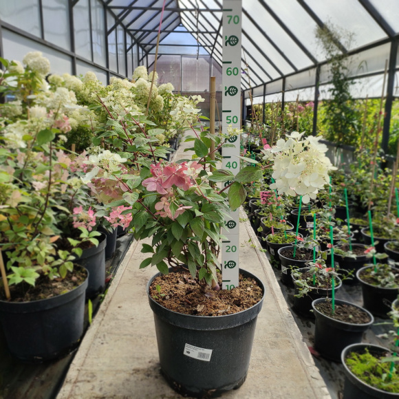 Гортензия Даймонд Руж (Diamant Rouge) метельчатая купить с доставкой