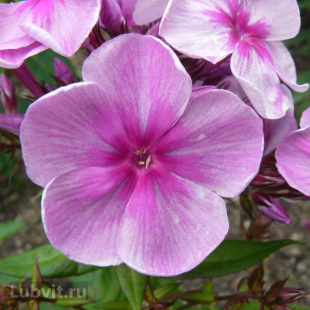 Флокс Князь Серебряный