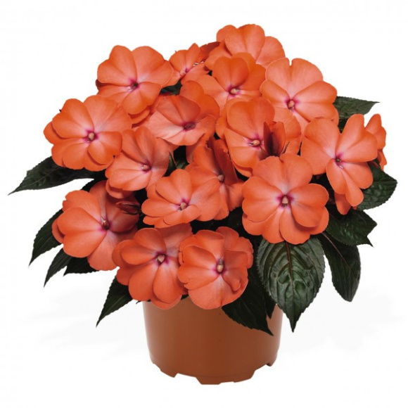 Бальзамин Магнум Вайлд Салмон (Magnum Wild Salmon) купить с доставкой