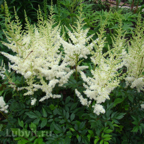 Астильба Белая купить с доставкой