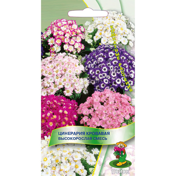 Цинерария кровавая Высокорослая смесь [Поиск] купить с доставкой