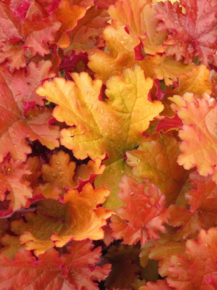 Гейхера Эмбер си (Amber Sea)