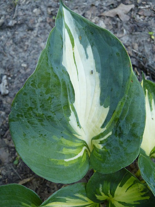 Хоста Бич Бой (Beach Boy) [L]