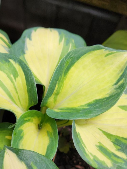 Хоста Бич Бой (Beach Boy) [L] купить с доставкой