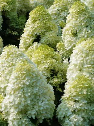 Гортензия Диамантино (Diamantino) метельчатая