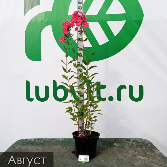 Флокс Земляничное суфле купить с доставкой