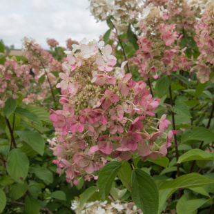 Гортензия Пинк Даймонд (Pink Diamond) метельчатая
