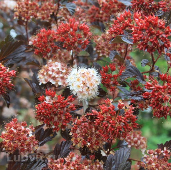 Пузыреплодник Саммер Вайн (Summer Wine) купить с доставкой