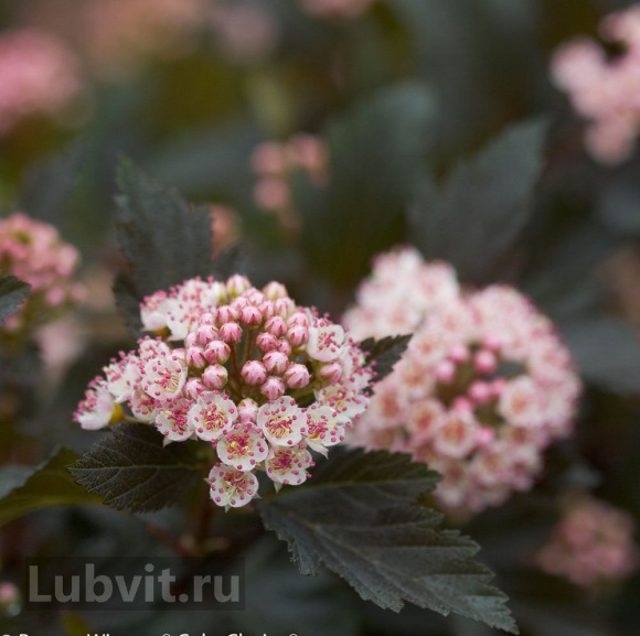 Пузыреплодник Саммер Вайн (Summer Wine) купить с доставкой