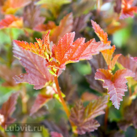 Пузыреплодник Саммер Вайн (Summer Wine) купить с доставкой