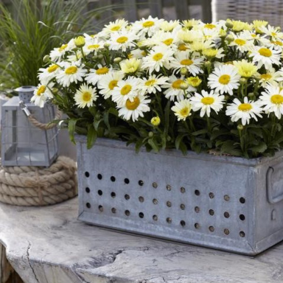 Нивяник О-ля-Лякрем (Ooh La Lacreme) купить с доставкой