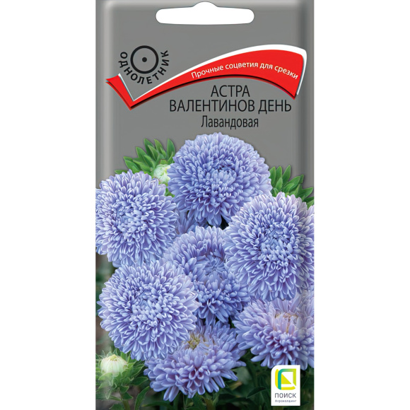 Астра Валентинов день Лавандовая [Поиск] купить с доставкой