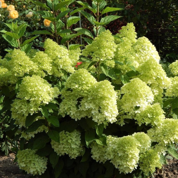 Гортензия Панателла (Panatella) метельчатая купить с доставкой