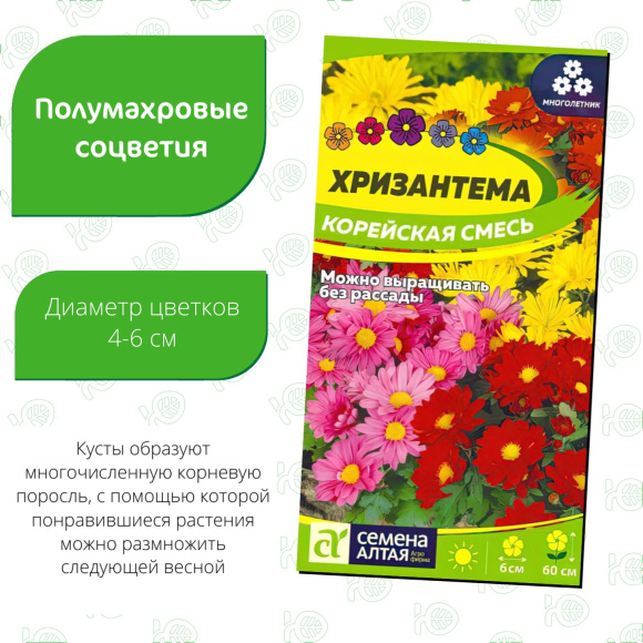 Хризантема Корейская смесь [Семена алтая] купить с доставкой